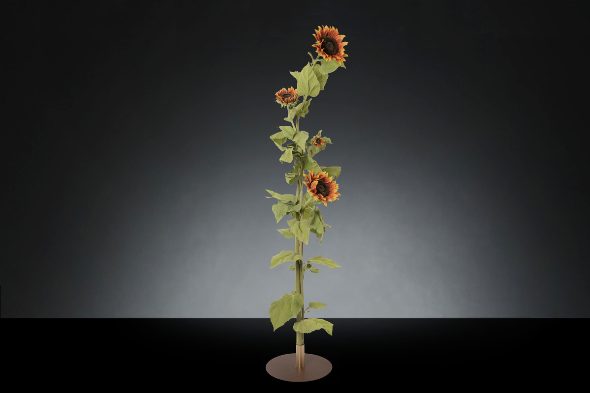 1700222224-1142951.37 SUNFLOWER_2LOW